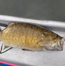 Smallmouth Bass Caught in Virginia